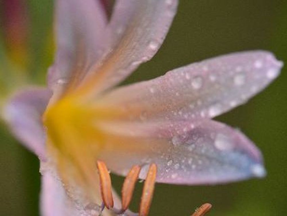 彼岸花(ヒガンバナ)　ピンク色の花　水滴