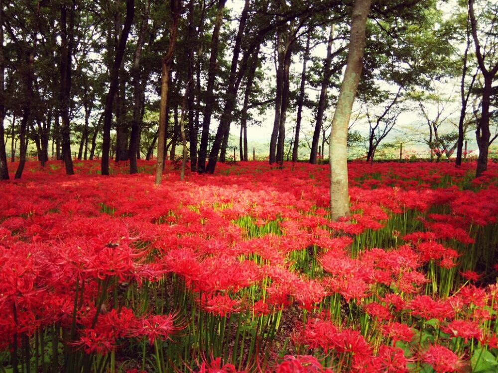 彼岸花(ヒガンバナ)　赤い花　花畑