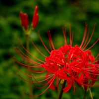 彼岸花(ヒガンバナ)の育て方｜球根の植え方と時期は？増やし方は？の画像