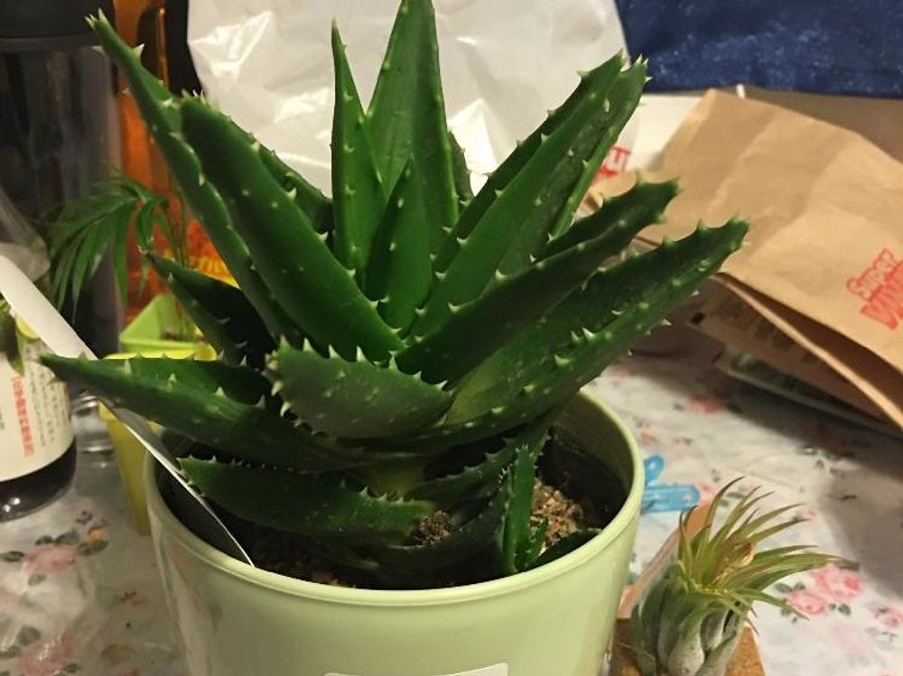 アロエ・不夜城　鉢植え