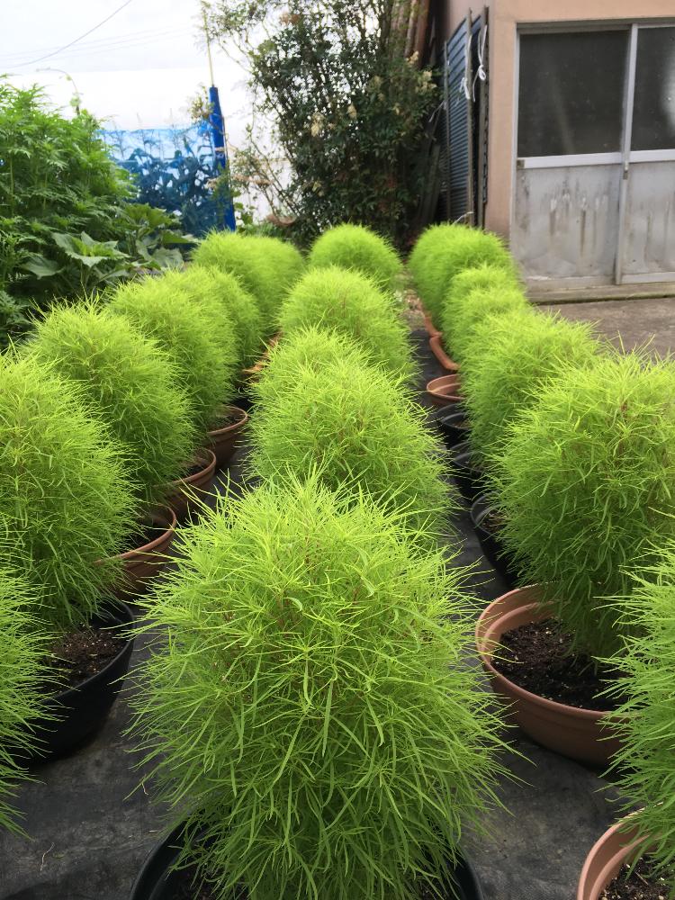 コキアの育て方の画像