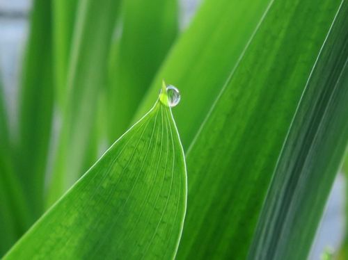 カキツバタ 燕子花 の育て方 種の植え方や植え替え時期は Greensnap グリーンスナップ