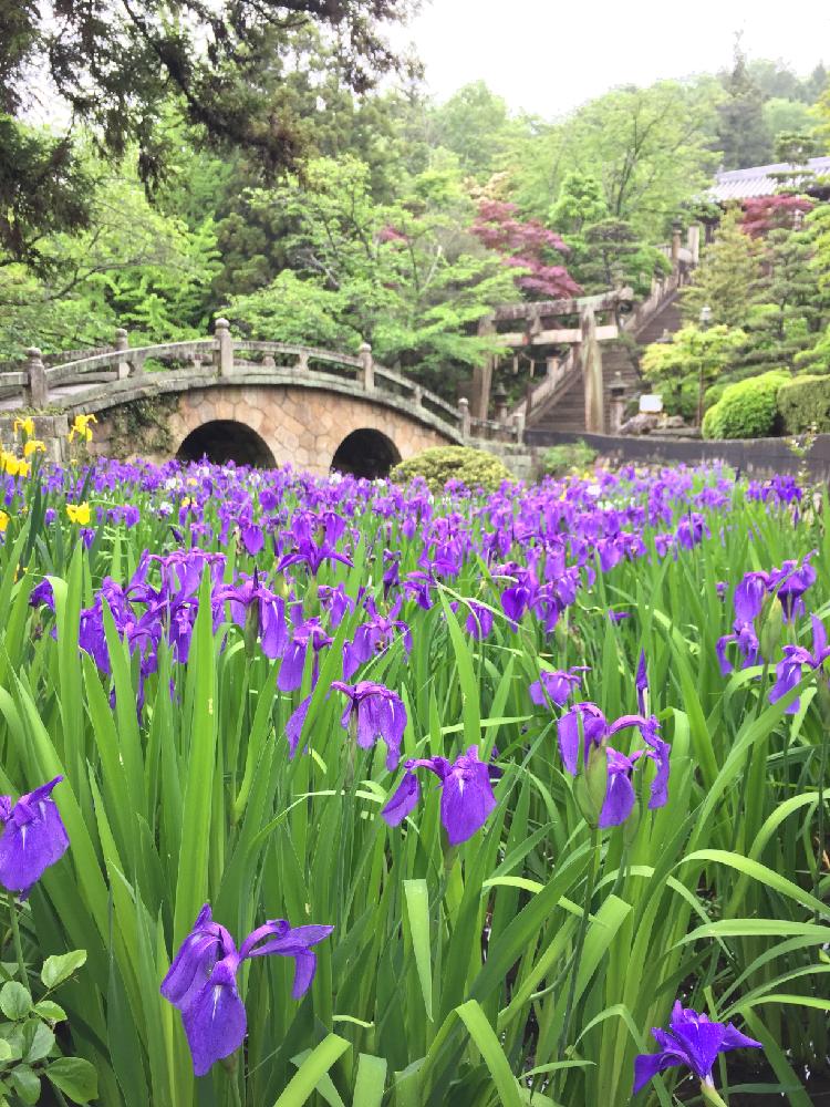 カキツバタ 燕子花 の育て方 種の植え方や植え替え時期は Greensnap グリーンスナップ