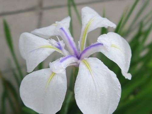 カキツバタ 燕子花 の育て方 種の植え方や植え替え時期は Greensnap グリーンスナップ