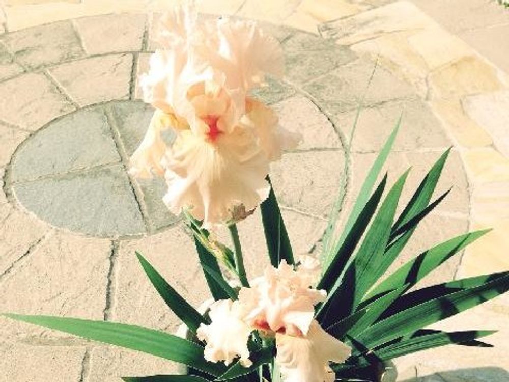 ジャーマンアイリス　鉢植え