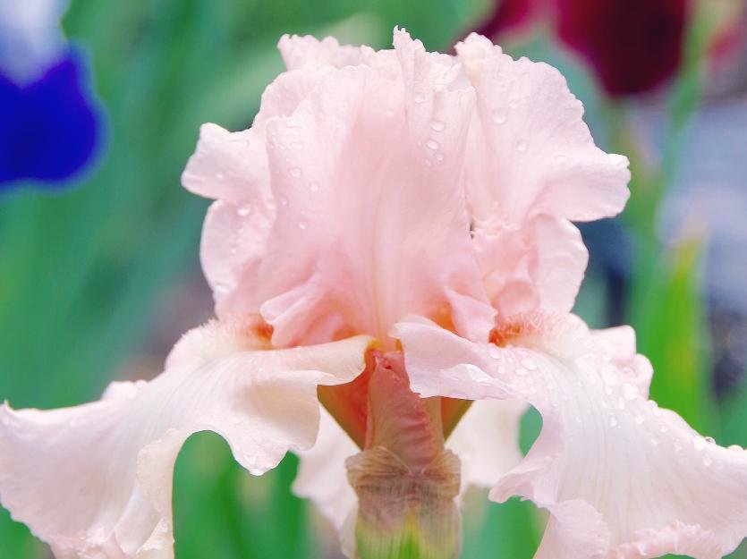 ジャーマンアイリス　ピンク色の花