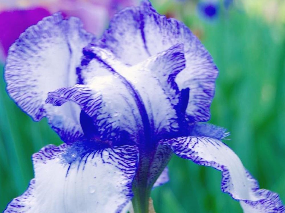 ジャーマンアイリス　青い花