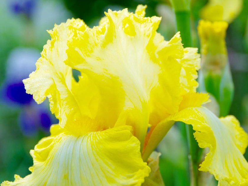 ジャーマンアイリス　黄色い花
