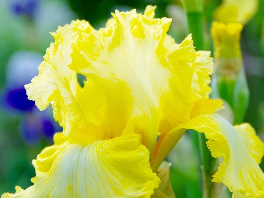 ジャーマンアイリス　黄色い花