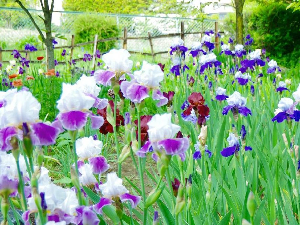 ジャーマンアイリス　花