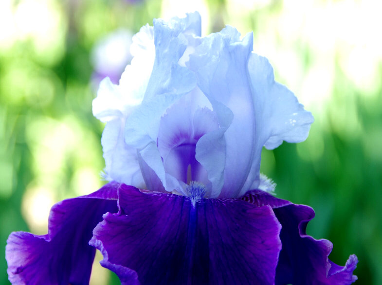 ジャーマンアイリス　紫色の花