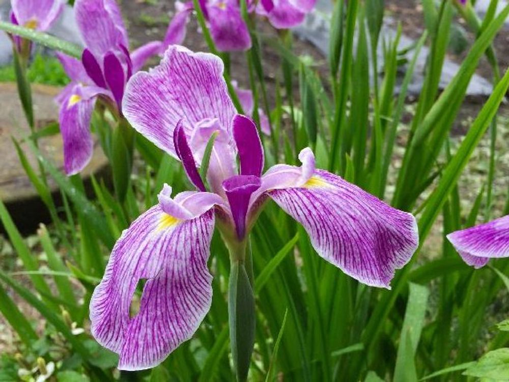 ハナショウブ(花菖蒲)　紫色の花