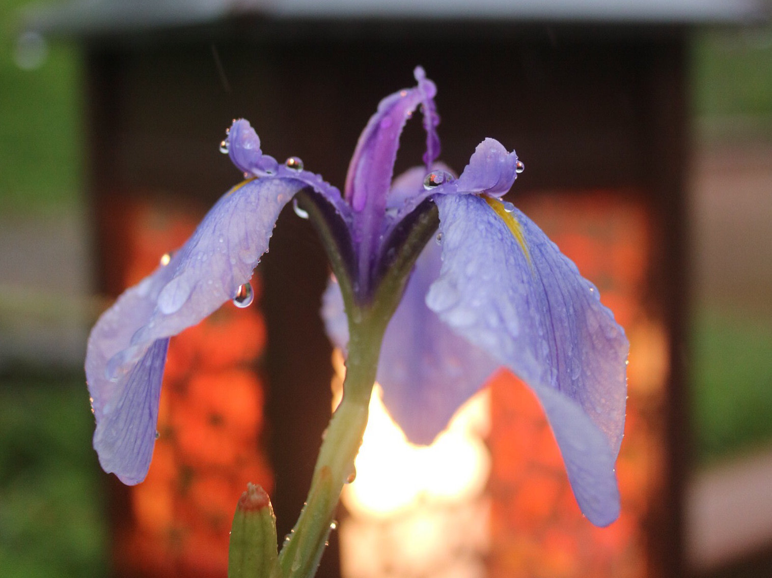 ハナショウブ(花菖蒲)　紫色の花　水滴