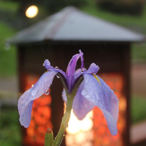 ハナショウブ 花菖蒲 の育て方 植え付ける場所や植え替え時期は Greensnap グリーンスナップ