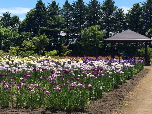 ハナショウブ 花菖蒲 の育て方 植え付ける場所や植え替え時期は Greensnap グリーンスナップ