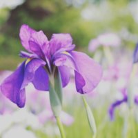 ハナショウブ(花菖蒲)の育て方｜植え付ける場所や植え替え時期は？の画像