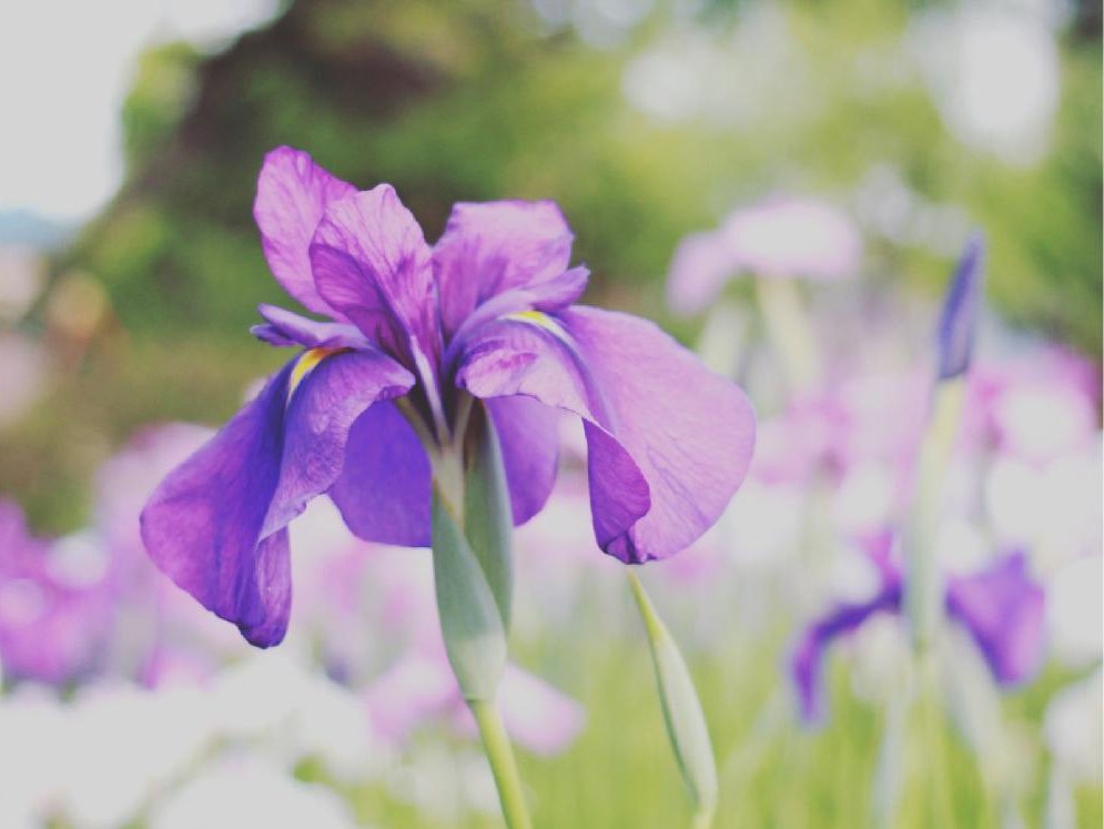 ハナショウブ(花菖蒲)　紫色の花