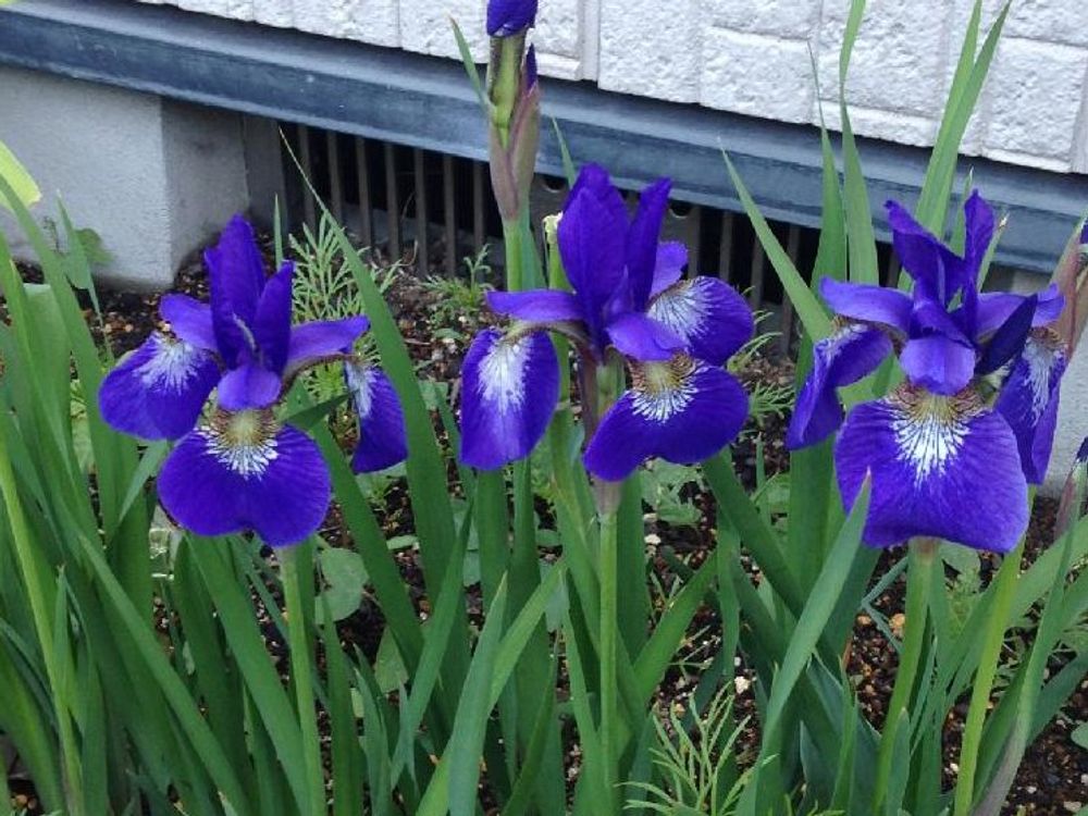 ハナショウブ(花菖蒲)　紫色の花　地植え