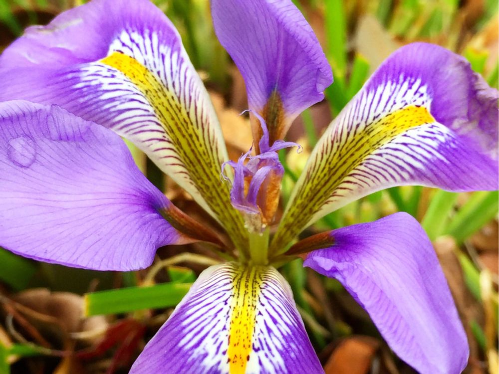 アヤメ(菖蒲) 花