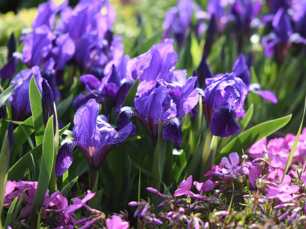 アヤメ　菖蒲　あやめ