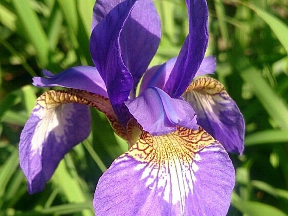 アヤメ(菖蒲) 花