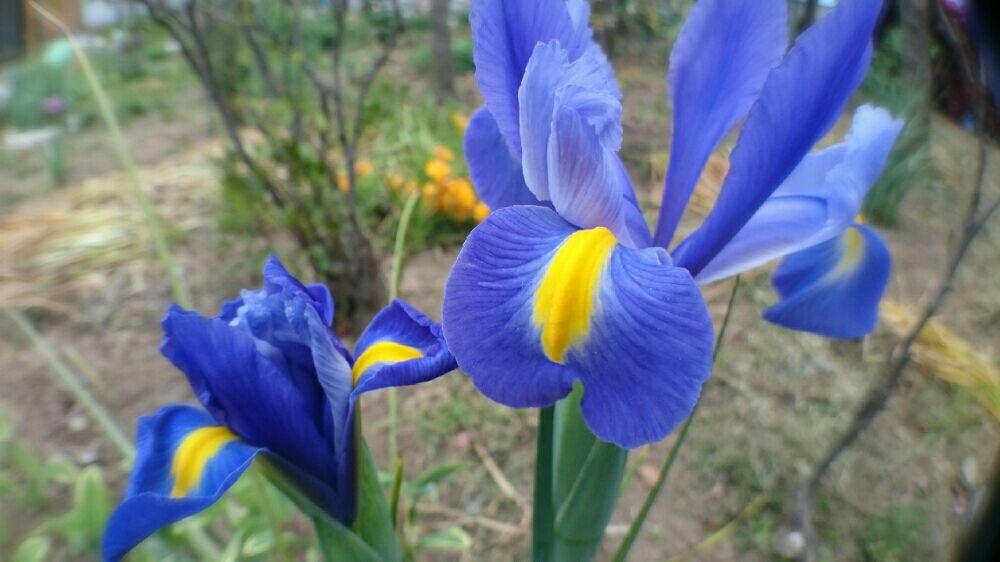 アヤメ　菖蒲　あやめ