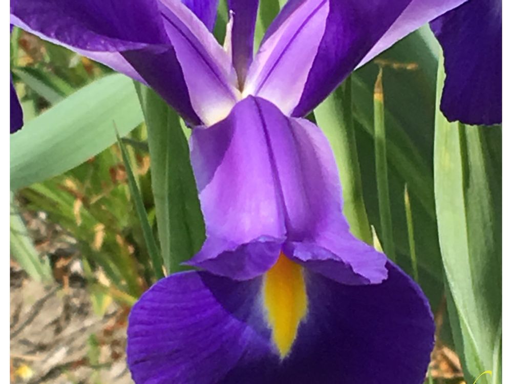 アヤメ(菖蒲) 花