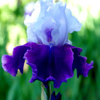 アメリカンフラワー・紫陽花のアレンジとジャーマンアイリス 激安通販オンラインショップ】 アメリカンフラワー・紫陽花の