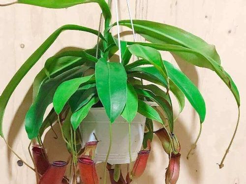 ウツボカズラの育て方 植え付けや植え替えの時期は 増やし方は Greensnap グリーンスナップ ウツボカズラの育て方 植え付けや植え替えの時期は 増やし方は Greensnap グリーンスナップ