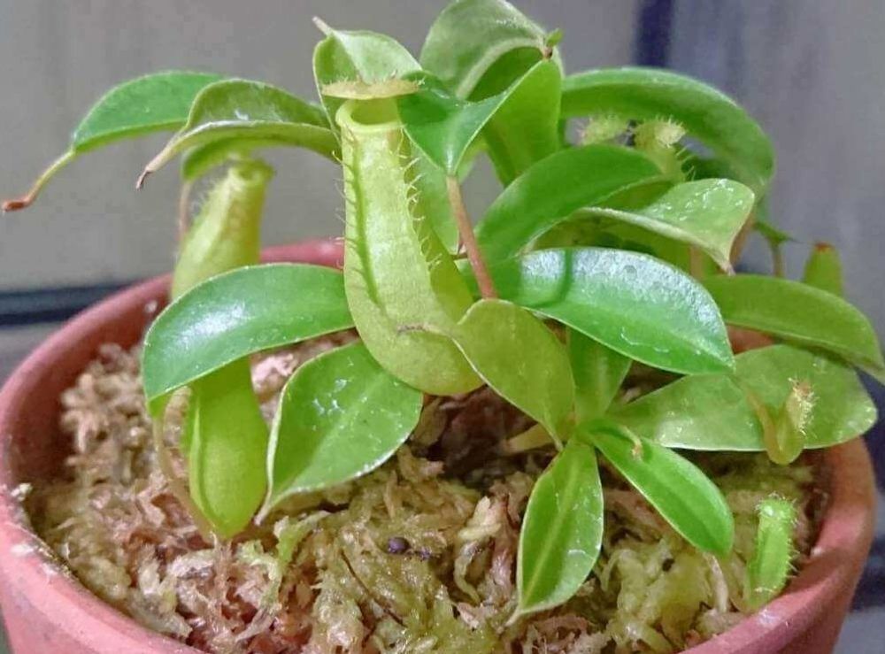 ウツボカズラ　鉢植え
