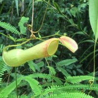 ウツボカズラの育て方｜植え付けや植え替えの時期は？増やし方は？の画像