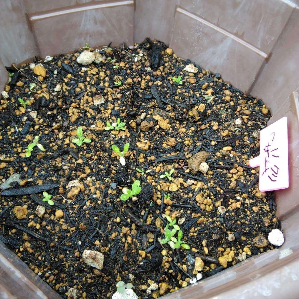 ヘリクリサム　土　芽