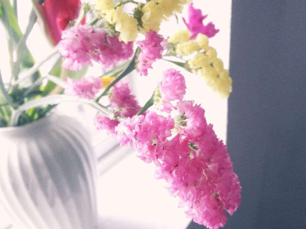 スターチス　ピンク