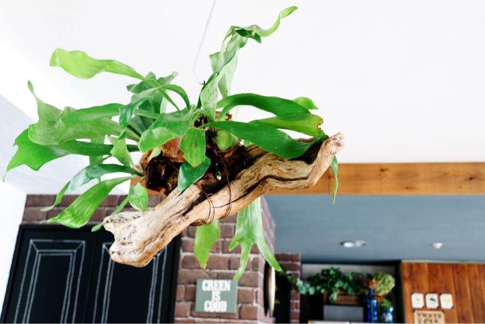 コウモリラン(ビカクシダ) 株