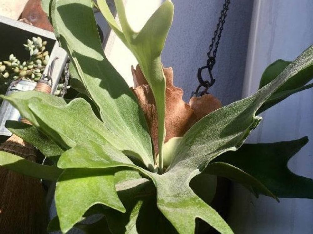 コウモリラン(ビカクシダ)　葉　日差し