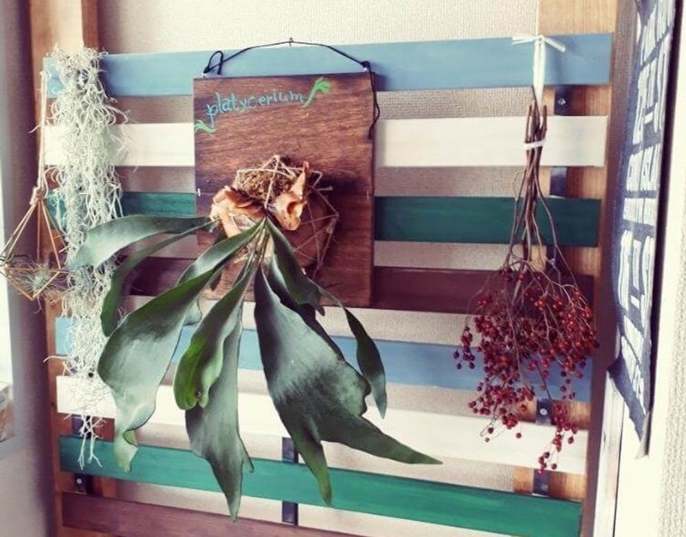 コウモリラン(ビカクシダ)　株