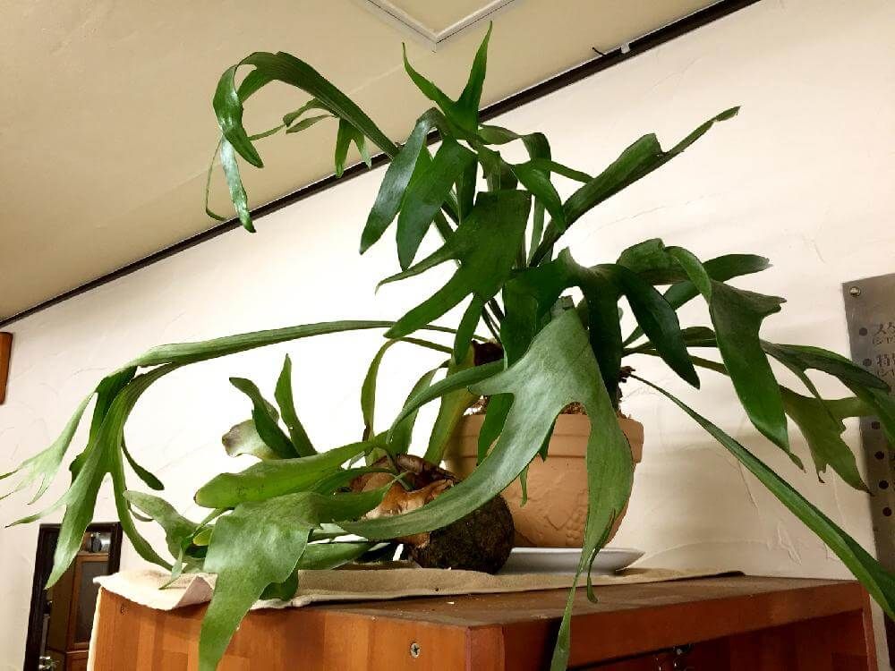 コウモリラン(ビカクシダ)　鉢植え　屋内