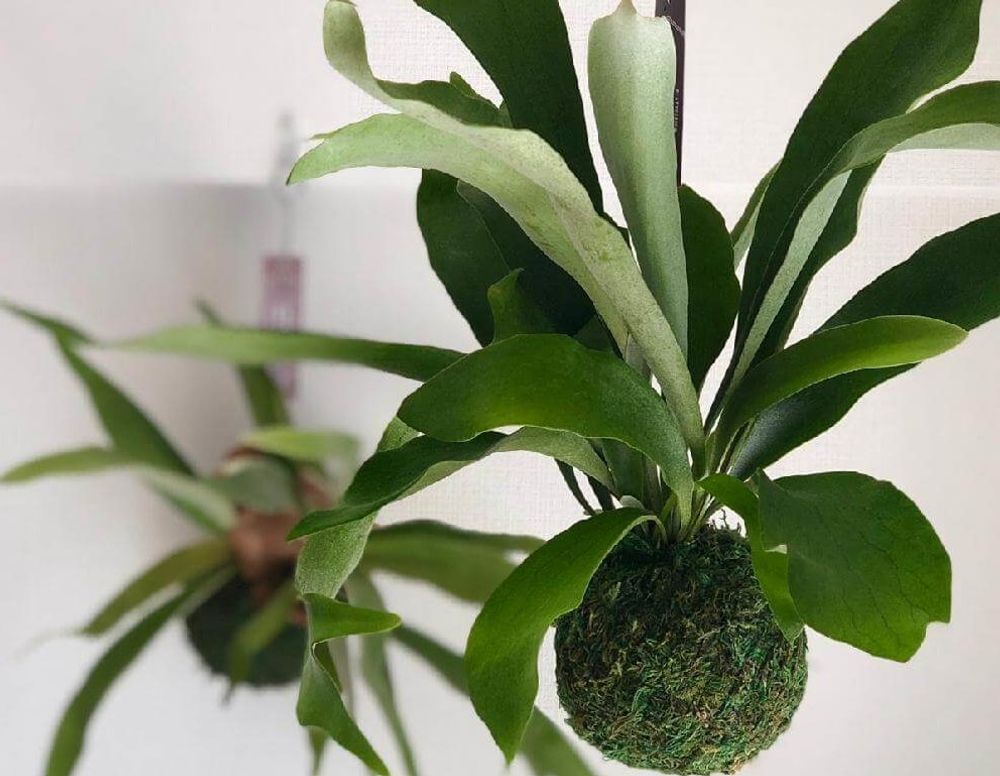 コウモリラン(ビカクシダ)　株