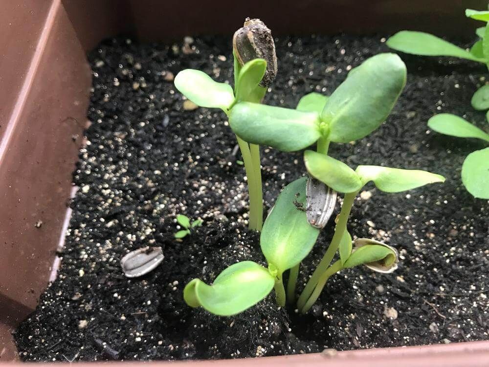 ひまわり　発芽