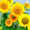 夏の花でガーデニングしよう！夏に植える暑さに強い花22選の画像