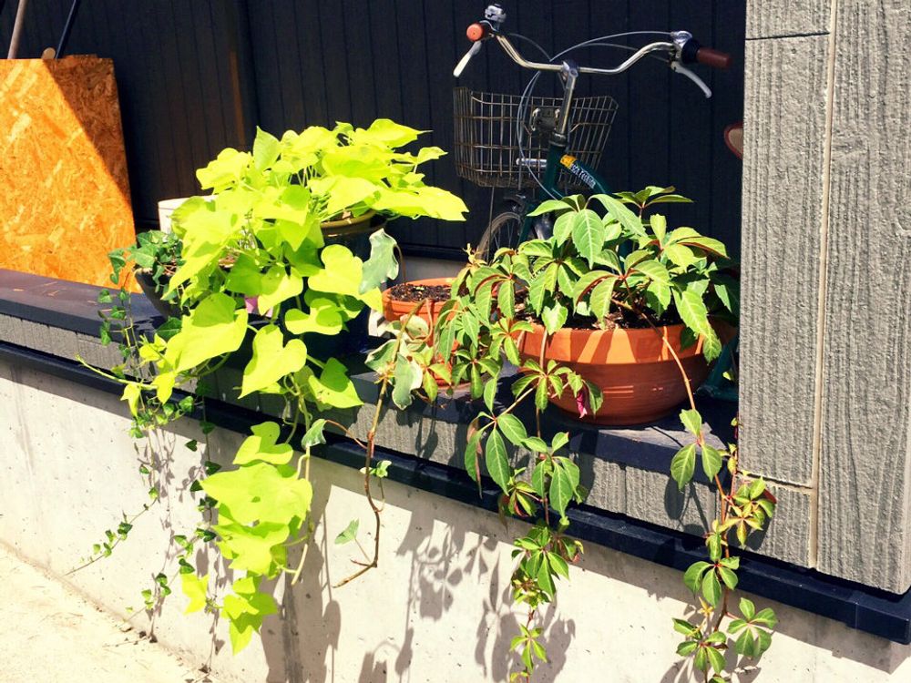 イポメア　鉢植え　日向