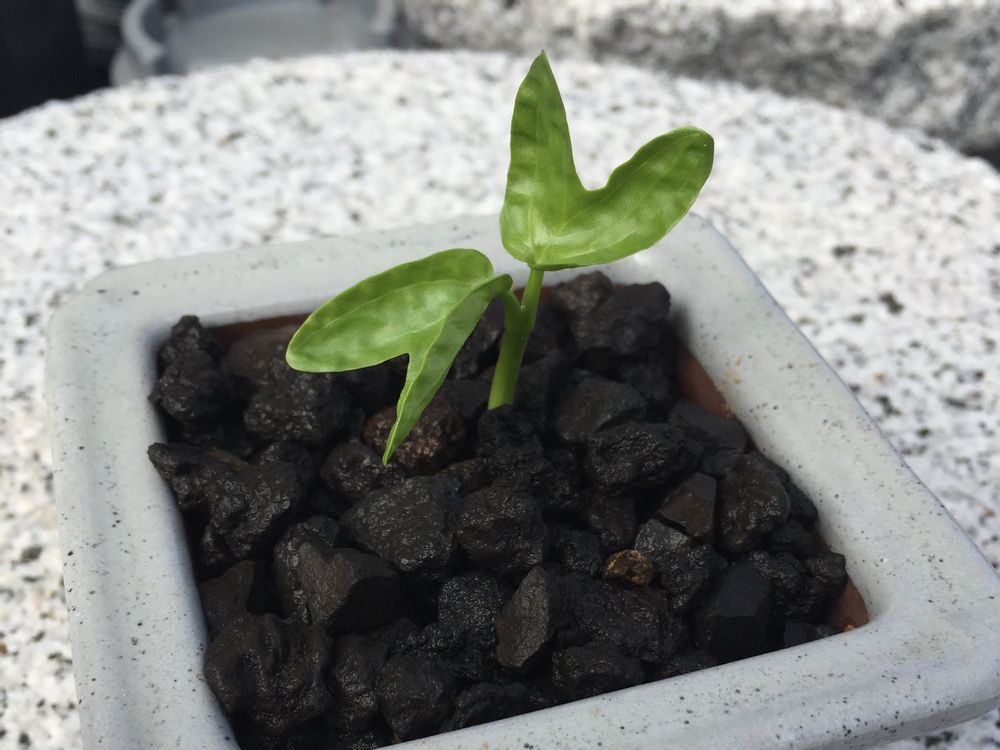 イポメア　鉢植え