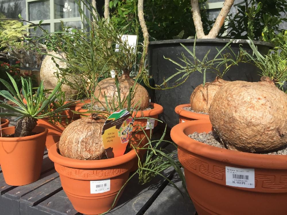 イポメア　鉢植え