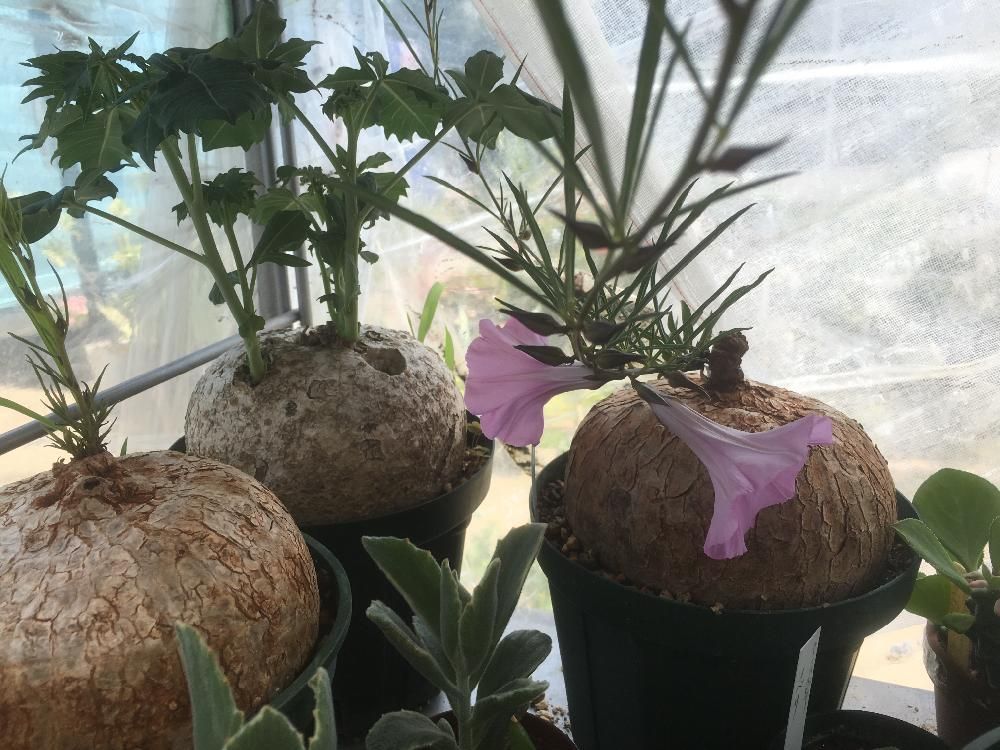 イポメア　鉢植え