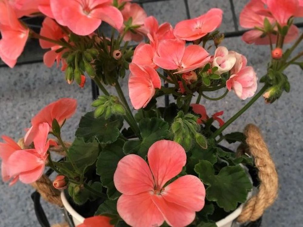 ゼラニウム　紅色の花　鉢植え