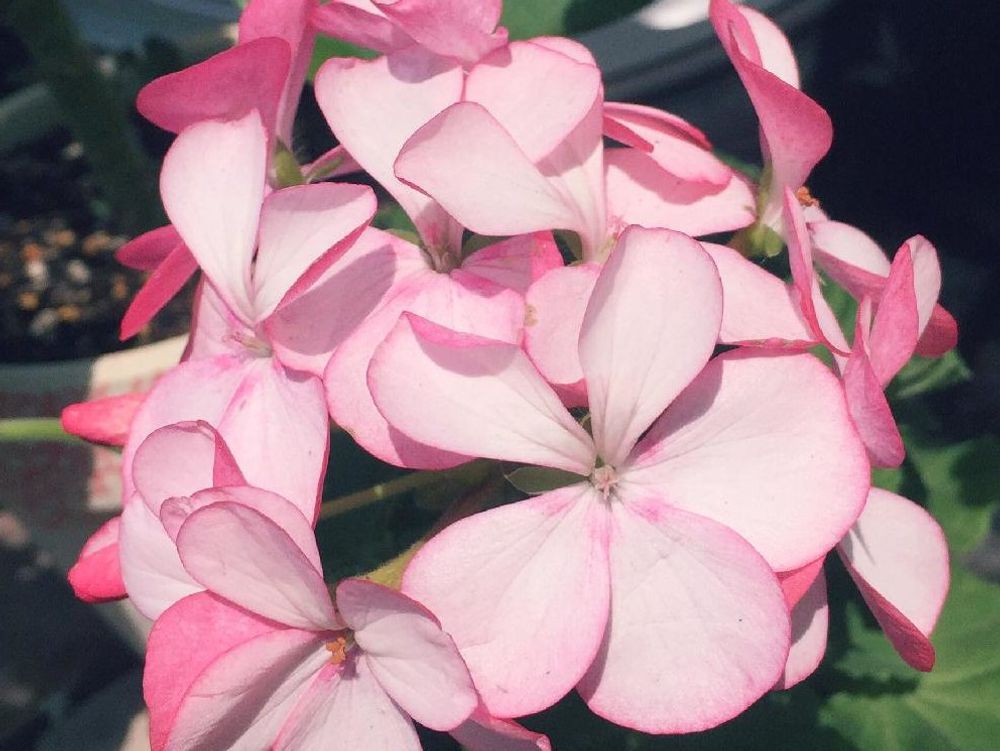 ゼラニウム　ピンク色の花