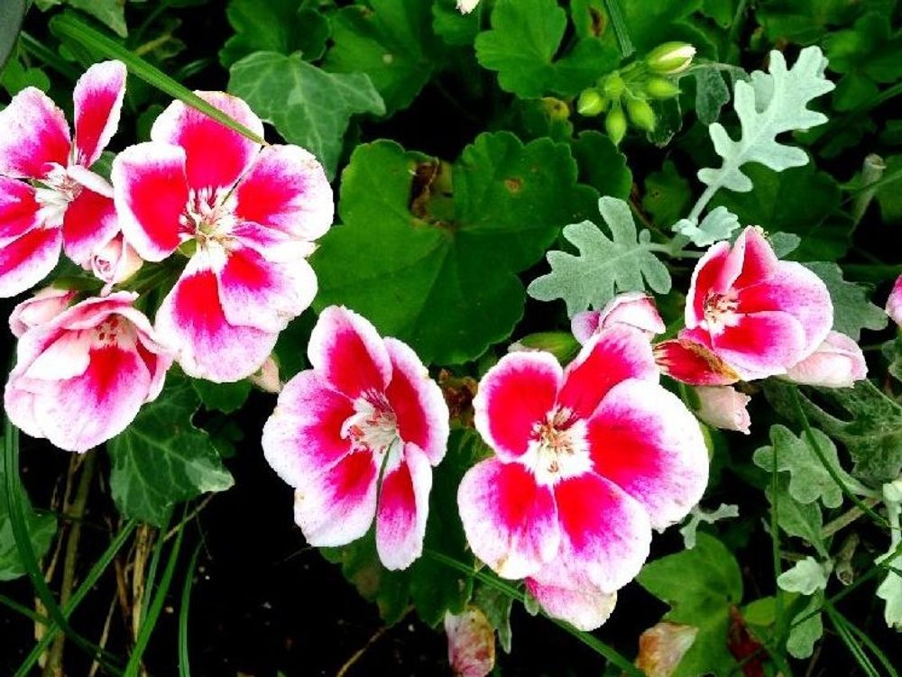 ゼラニウム　紅白の花