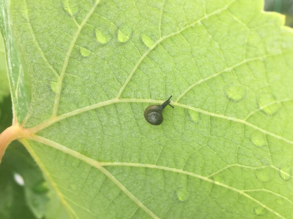 ぶどう(葡萄)　カタツムリ