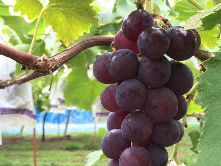 ぶどう 葡萄 の育て方 鉢植え プランター栽培もできる 種からも育つ Greensnap グリーンスナップ