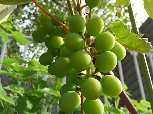 ぶどう 葡萄 の育て方 鉢植え プランター栽培もできる 種からも育つ Greensnap グリーンスナップ